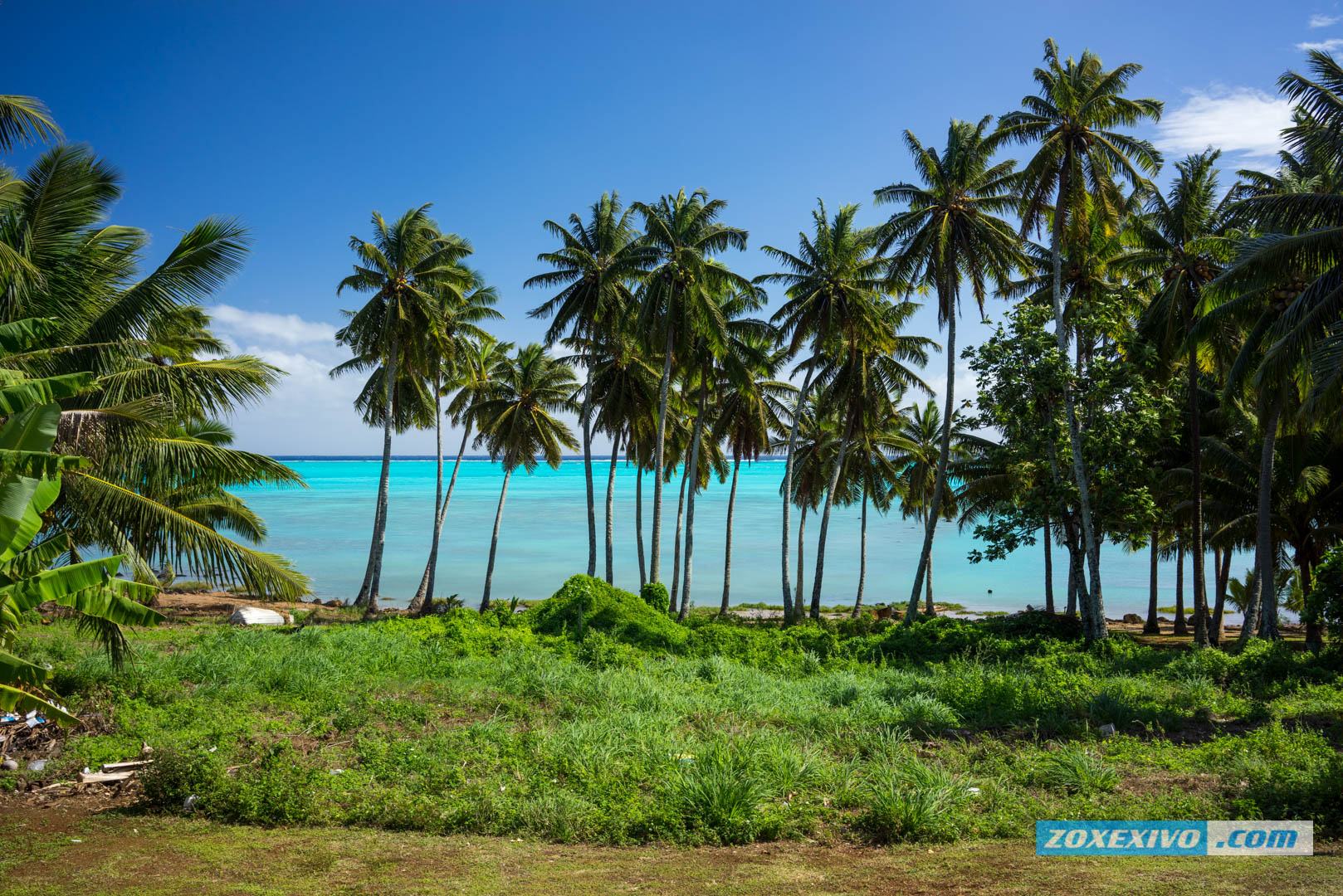 Lagoon paradise шри ланка. Атолл острова Кука. Острова Кука природа. Флора и фауна Океании. Острова Кука рельеф.