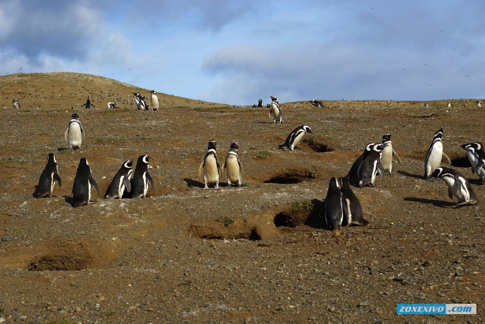 пингвины, пингвины чили, пингвины острова магдалены, остров магдалены, чили, острова чили, увидеть пингвинов - 10