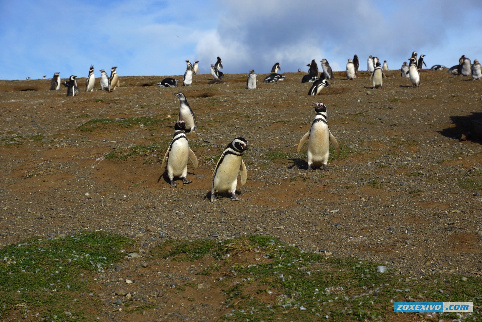 пингвины, пингвины чили, пингвины острова магдалены, остров магдалены, чили, острова чили, увидеть пингвинов - 7