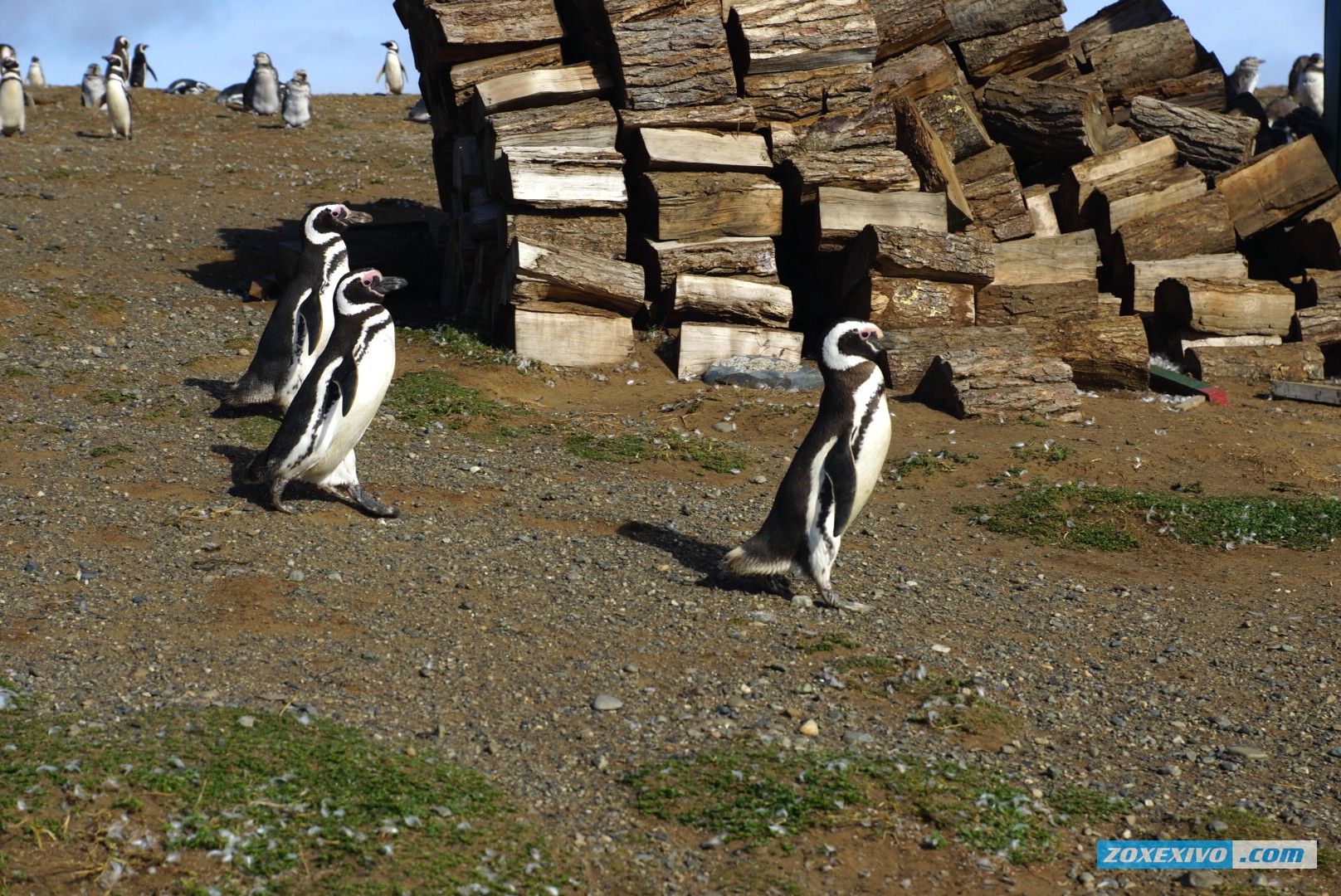 пингвины, пингвины чили, пингвины острова магдалены, остров магдалены, чили, острова чили, увидеть пингвинов - 8