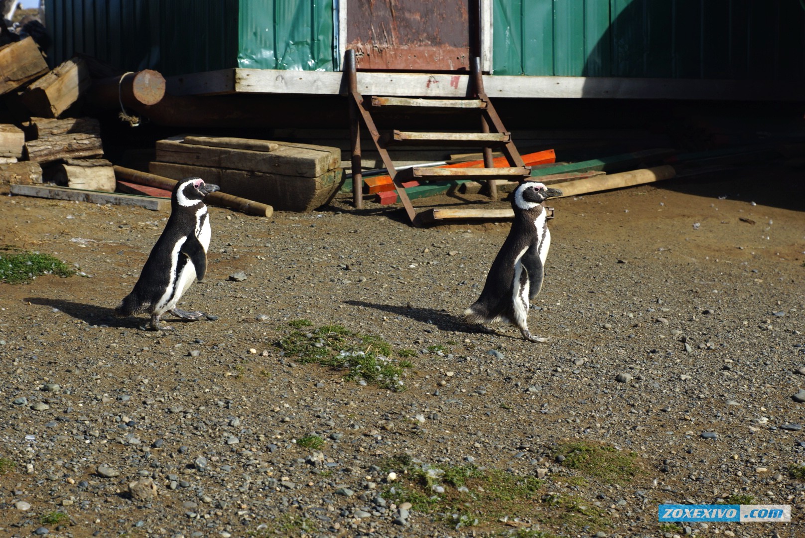 пингвины, пингвины чили, пингвины острова магдалены, остров магдалены, чили, острова чили, увидеть пингвинов - 9