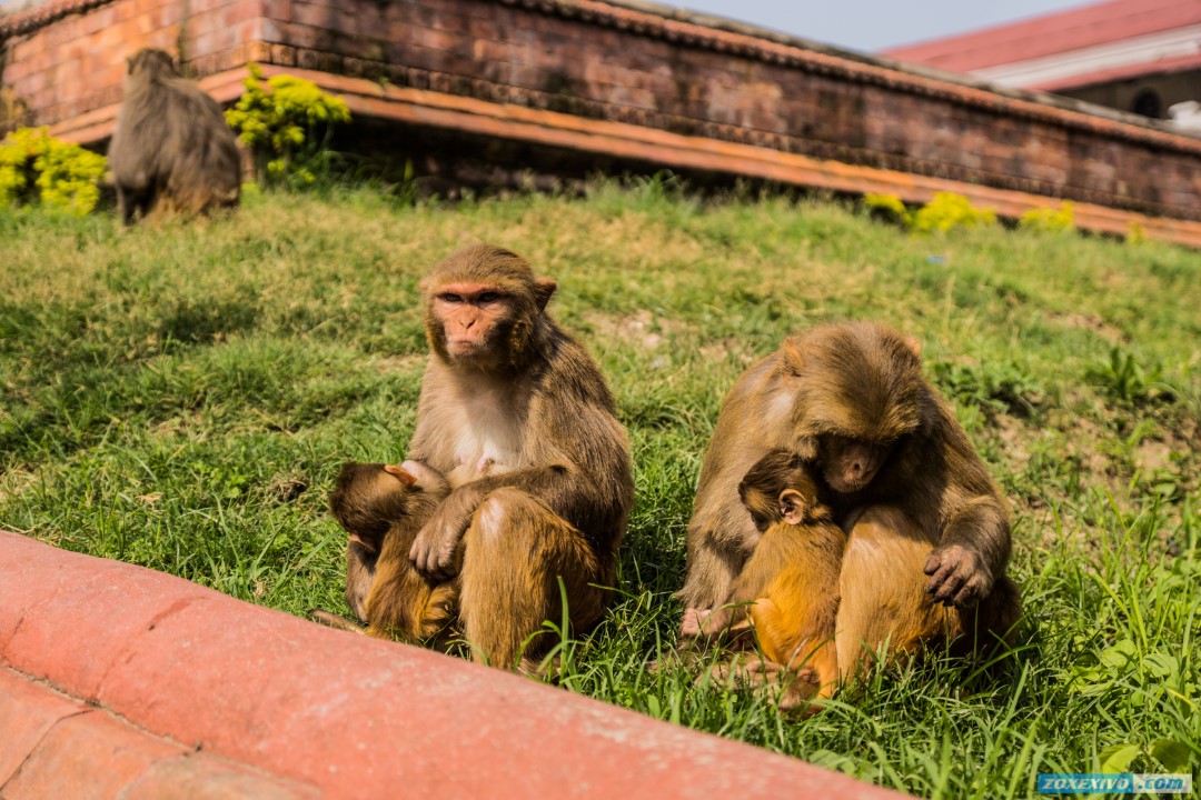 Nepal, Kathmandu photo - 10