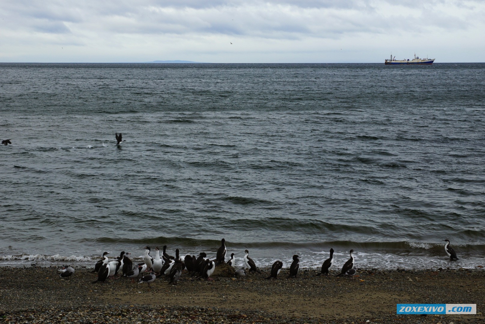 Punta-Arenas photo - 6