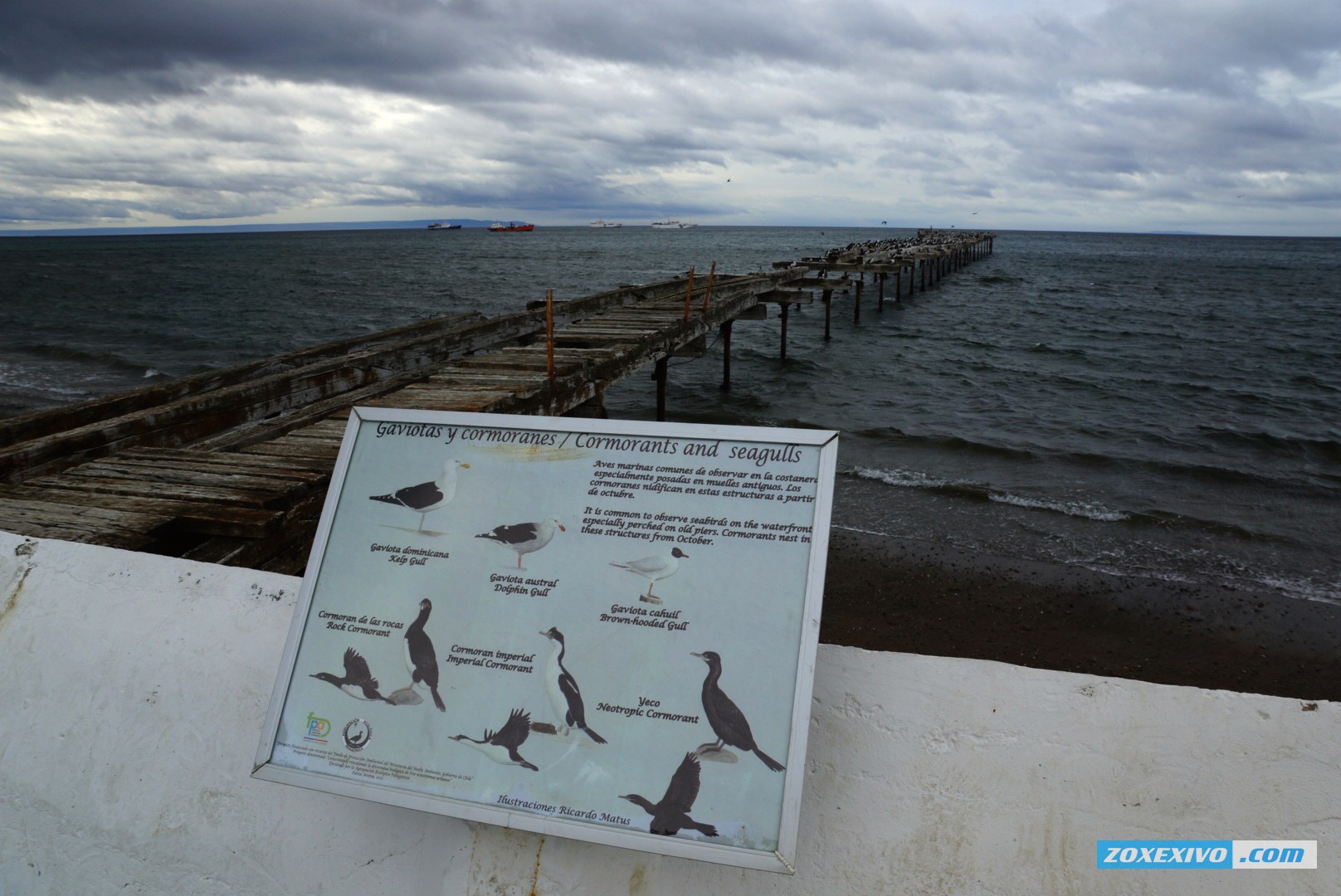 Punta-Arenas photo - 8